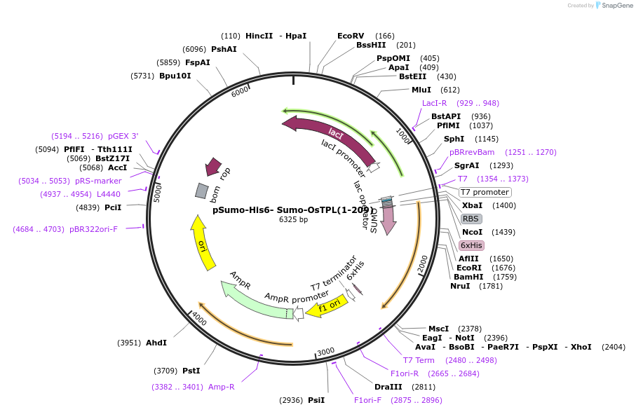 177855-plasmid-map-sequence-id-351371