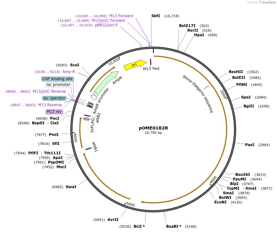 178404-plasmid-map-sequence-id-351372