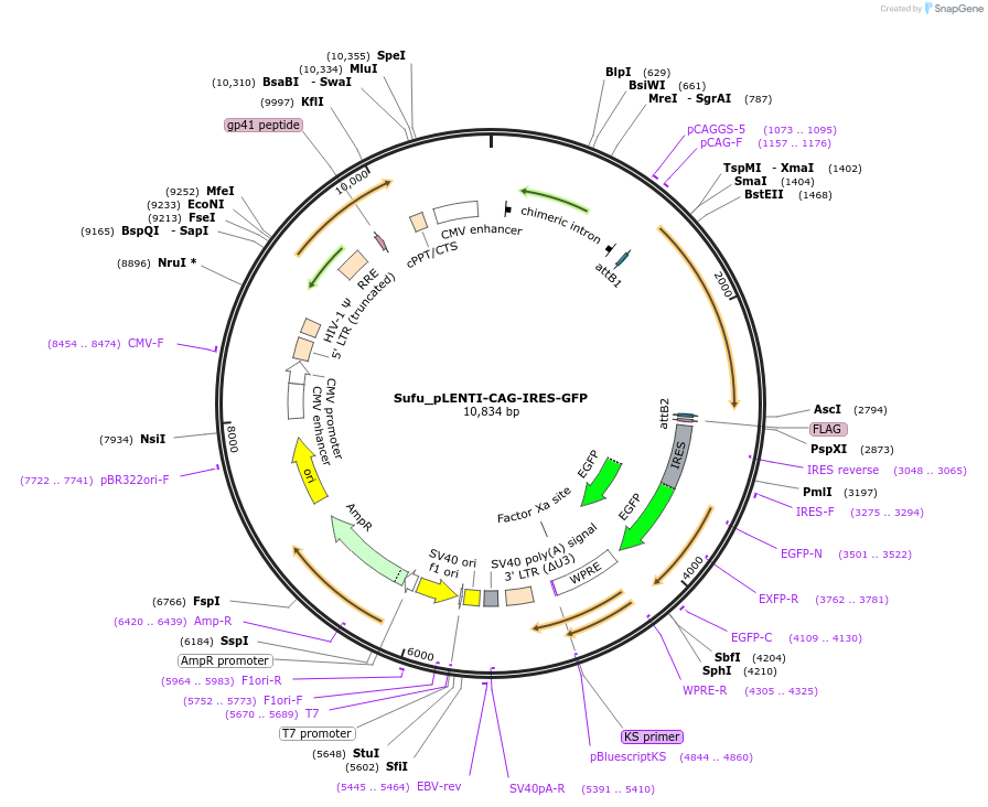 176993-plasmid-map-sequence-id-351407