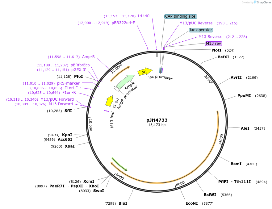 178898-plasmid-map-sequence-id-351464