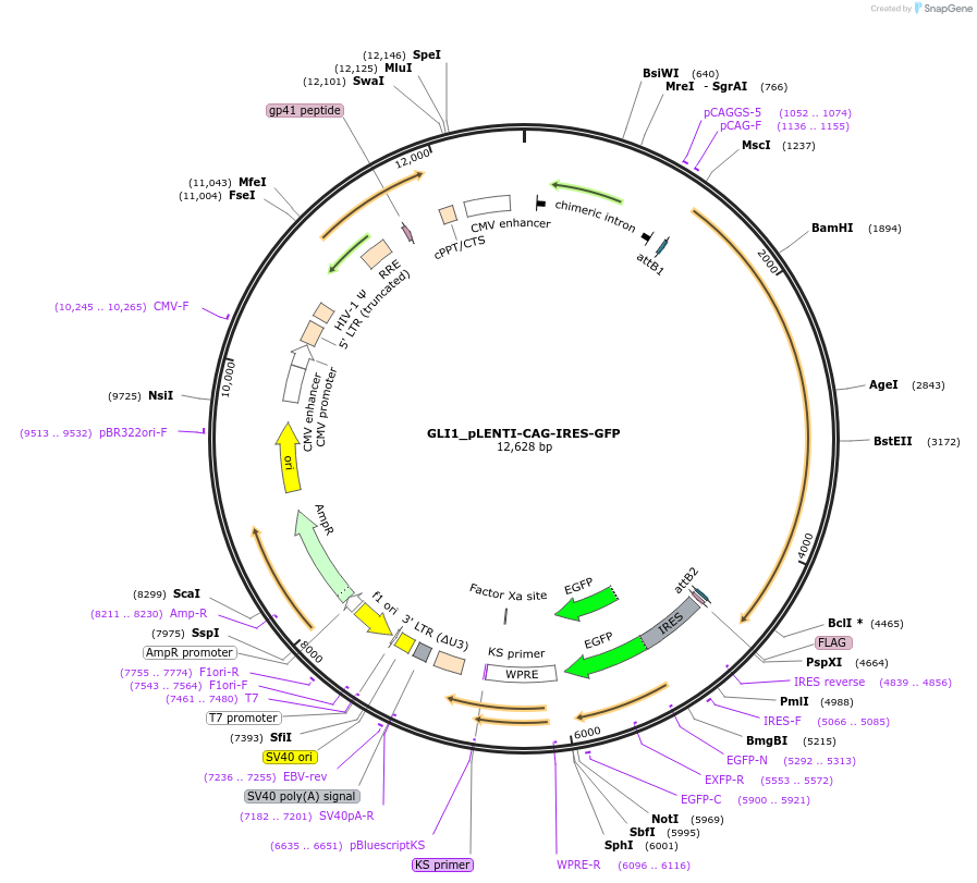 176992-plasmid-map-sequence-id-351468