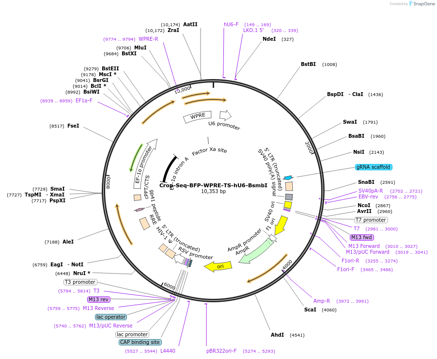 137993-plasmid-map-sequence-id-351471