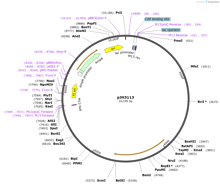 178795-plasmid-map-sequence-id-351473