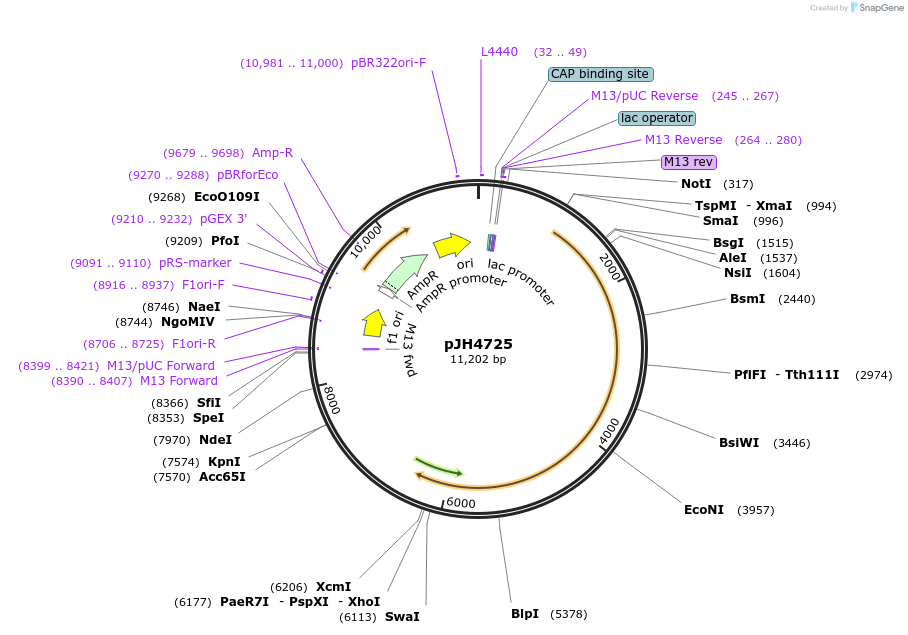 178796-plasmid-map-sequence-id-351474