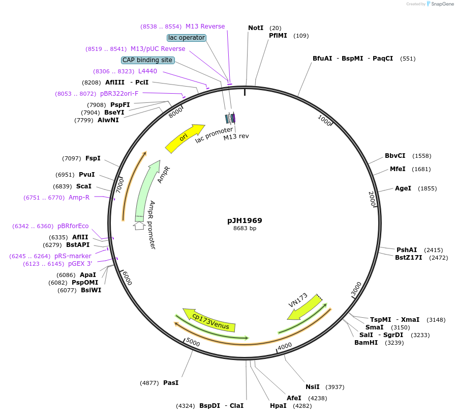 178900-plasmid-map-sequence-id-351476