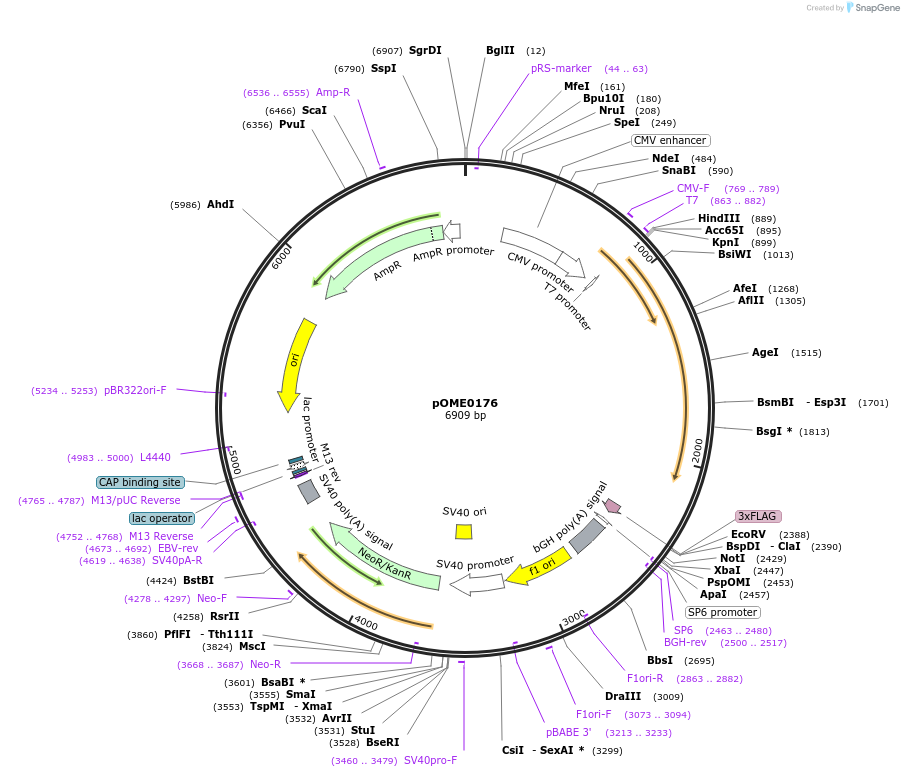 178400-plasmid-map-sequence-id-351502