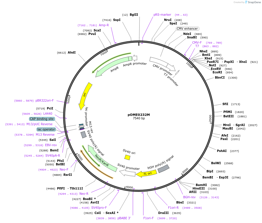 178414-plasmid-map-sequence-id-351504