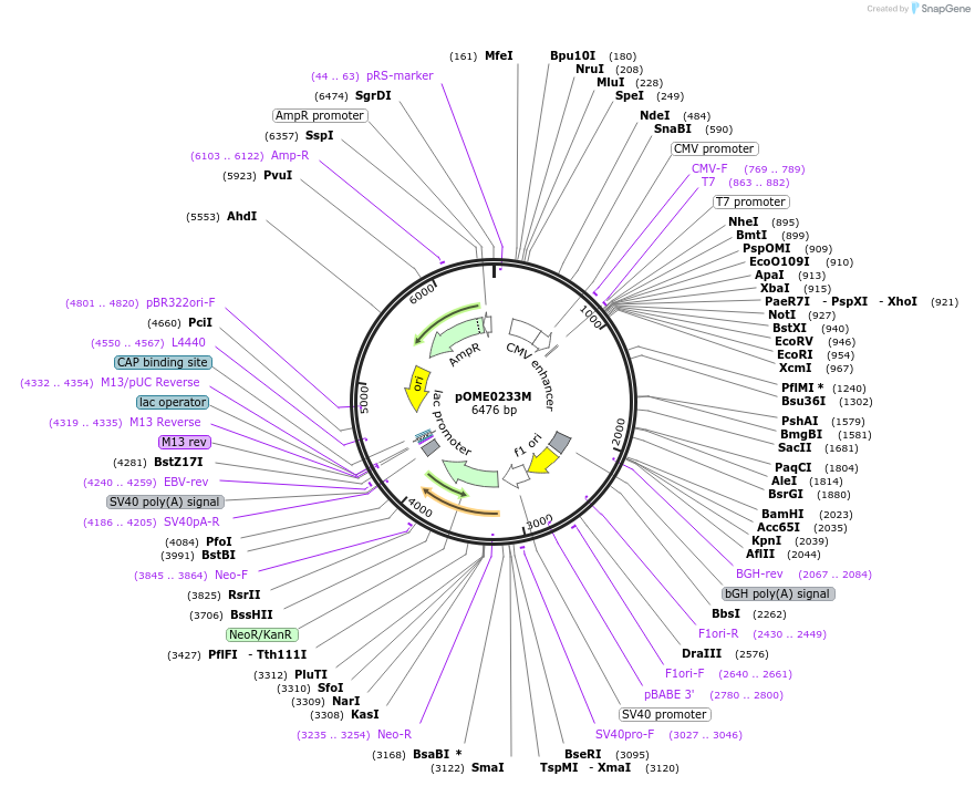 178415-plasmid-map-sequence-id-351511