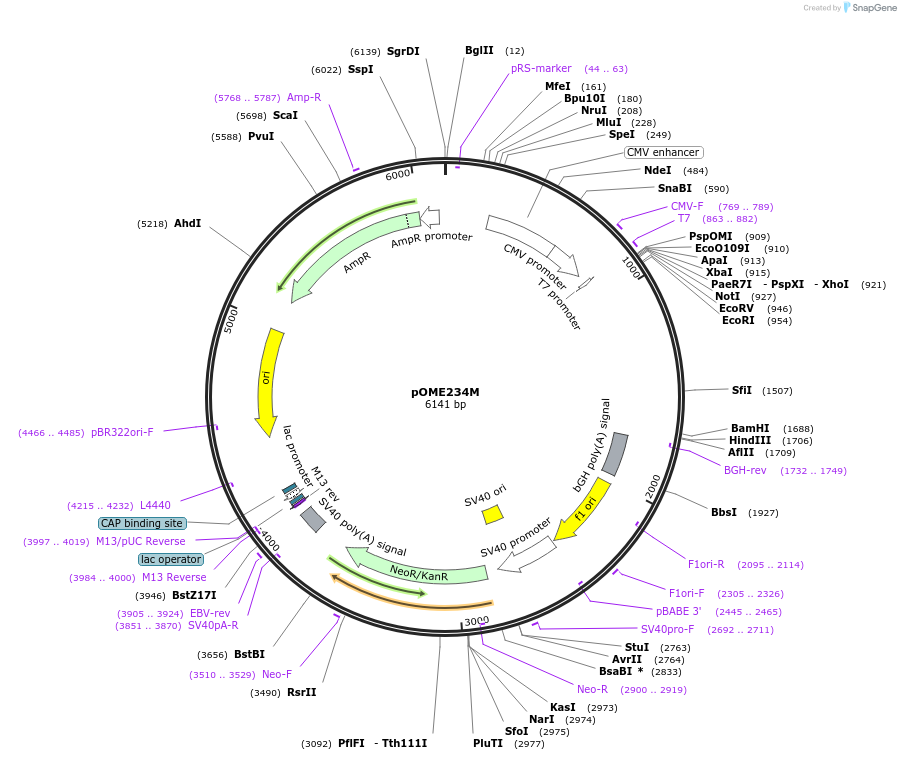 178416-plasmid-map-sequence-id-351516