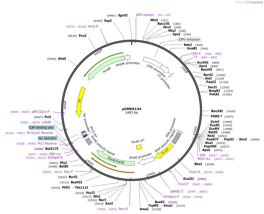 178396-plasmid-map-sequence-id-351523