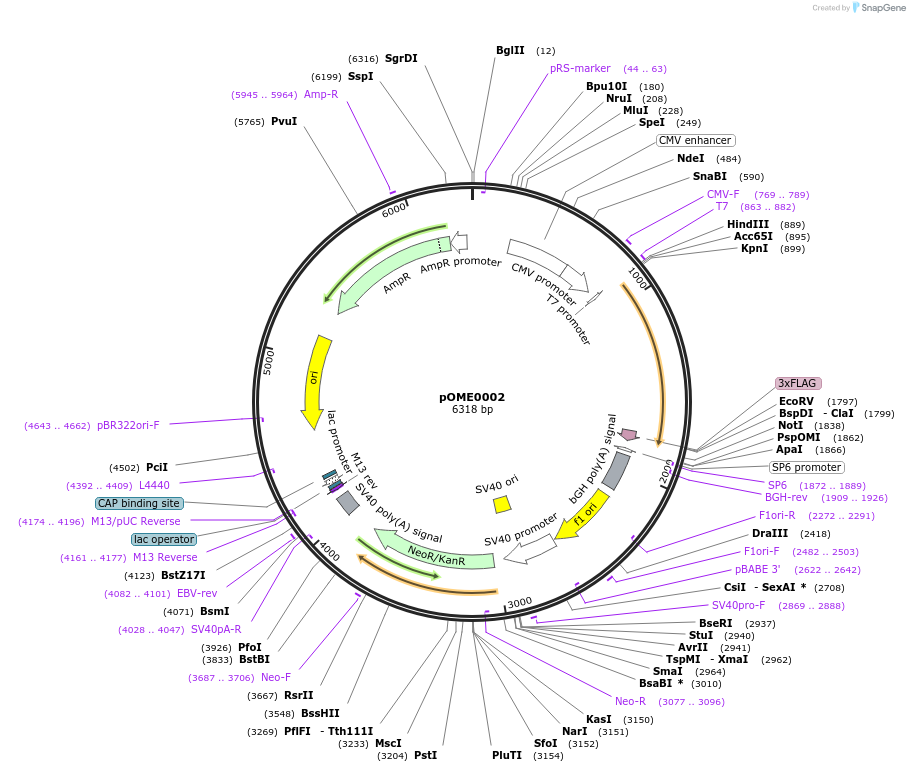 178369-plasmid-map-sequence-id-351525