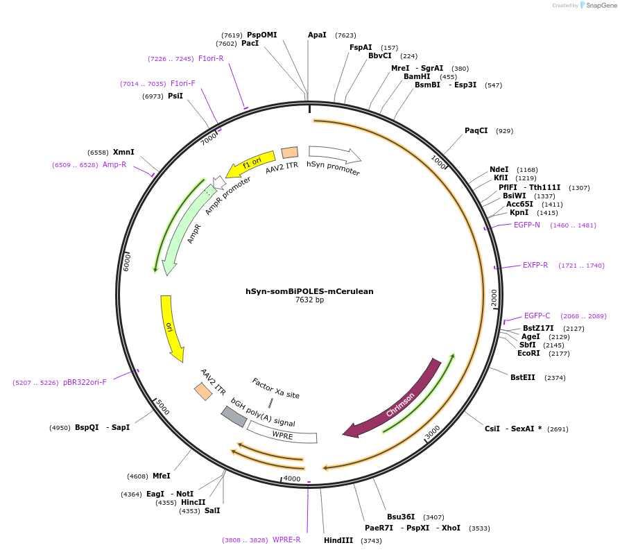 154945-plasmid-map-sequence-id-351553