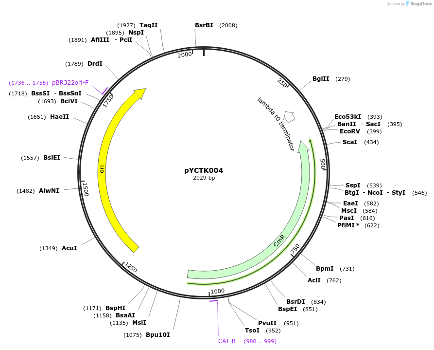 176708-plasmid-map-sequence-id-351555