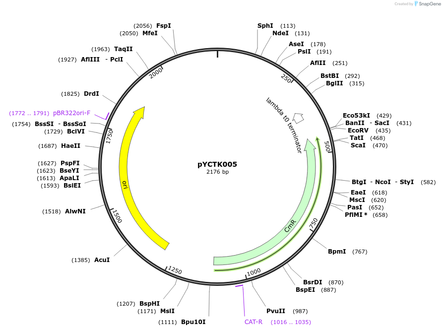 176709-plasmid-map-sequence-id-351556