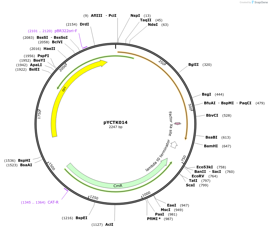 176718-plasmid-map-sequence-id-351560