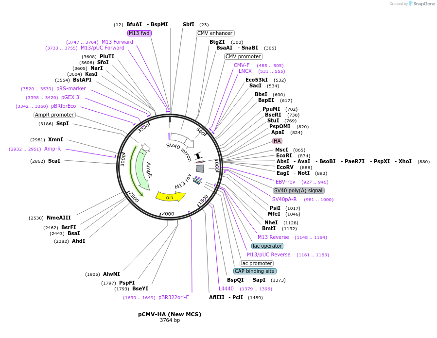 32530-plasmid-map-sequence-id-351565