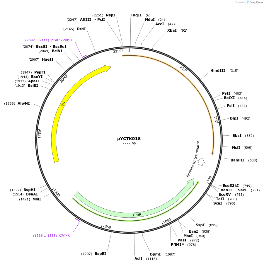 176722-plasmid-map-sequence-id-351570