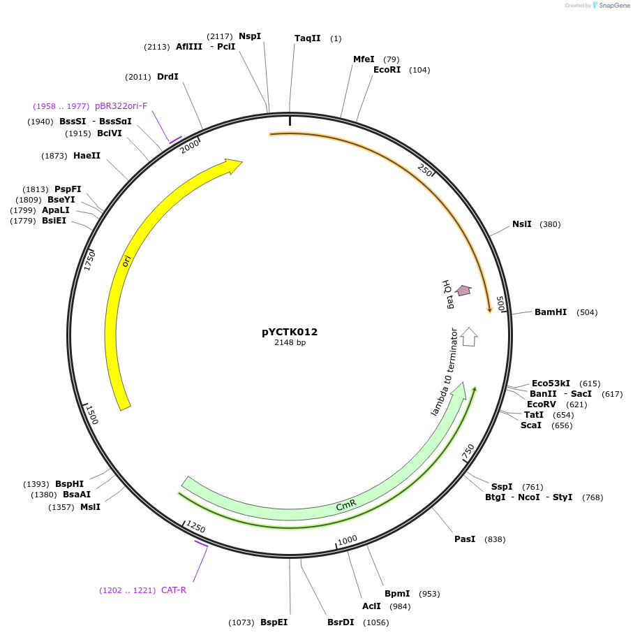 176716-plasmid-map-sequence-id-351571