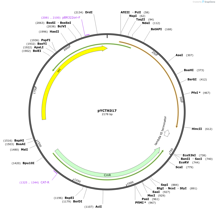 176721-plasmid-map-sequence-id-351573