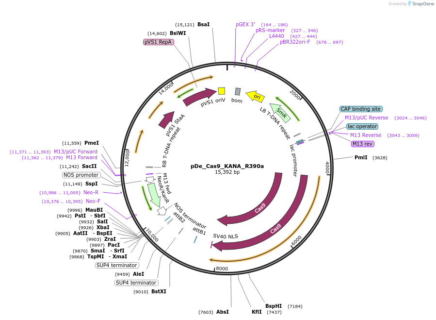173758-plasmid-map-sequence-id-351574