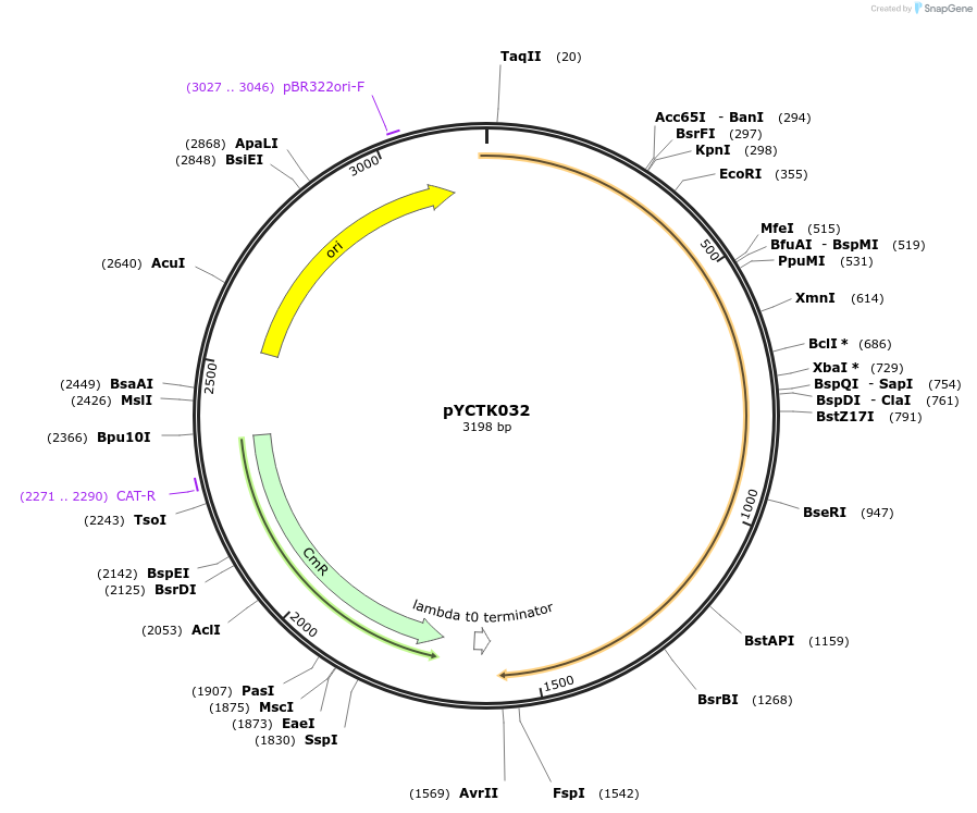 176736-plasmid-map-sequence-id-351577