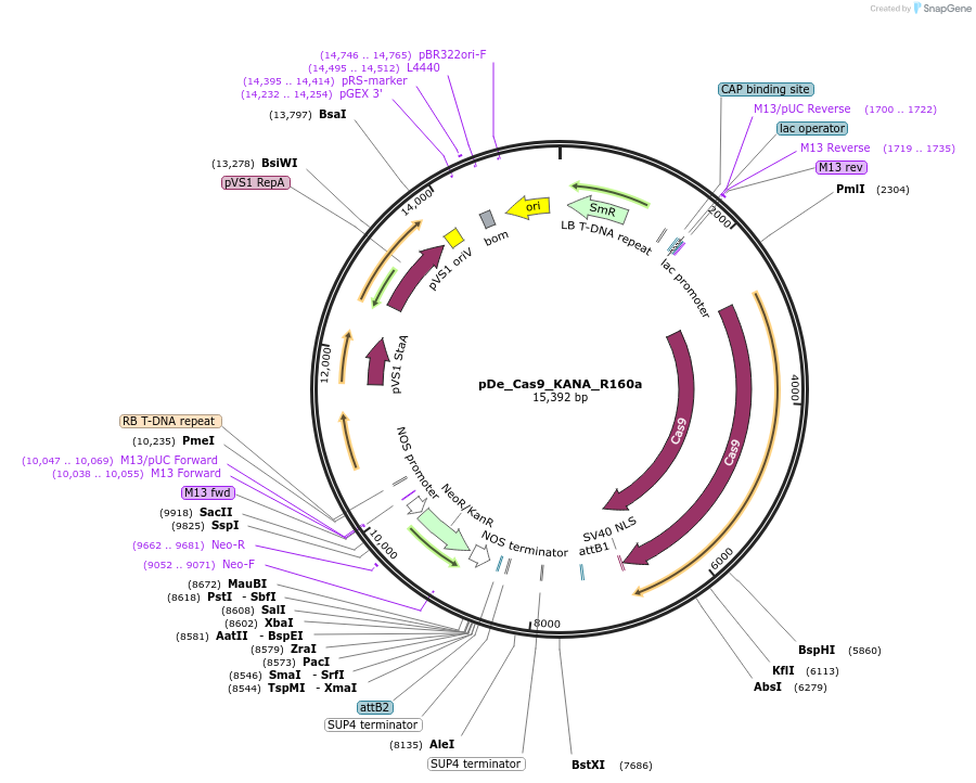 173756-plasmid-map-sequence-id-351579