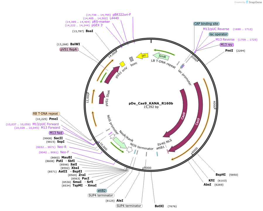 173757-plasmid-map-sequence-id-351582