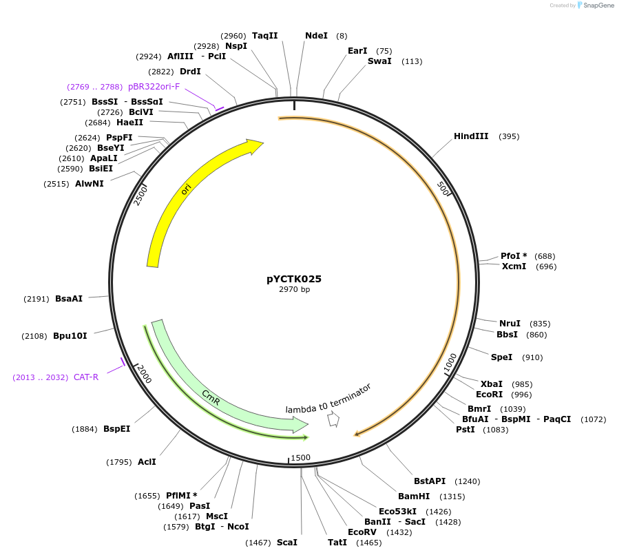 176729-plasmid-map-sequence-id-351585