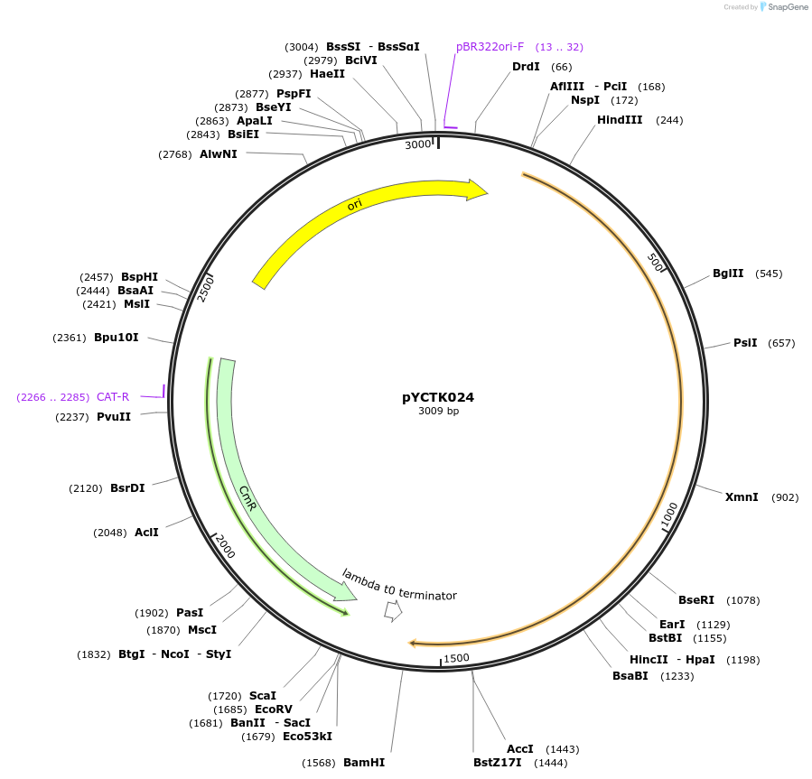 176728-plasmid-map-sequence-id-351586