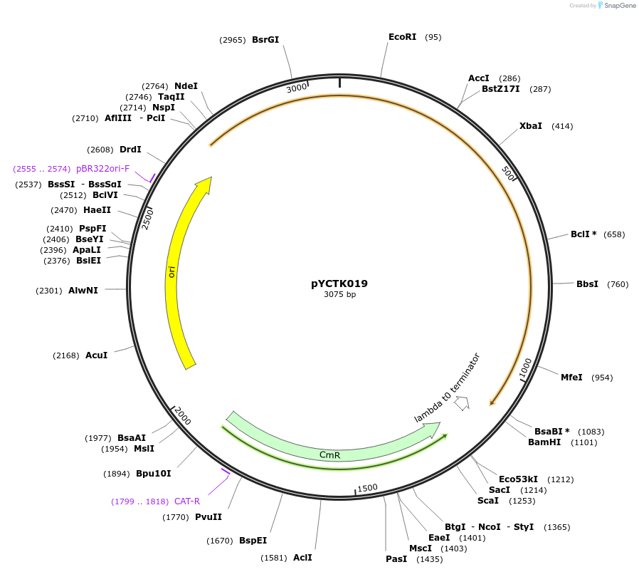 176723-plasmid-map-sequence-id-351592
