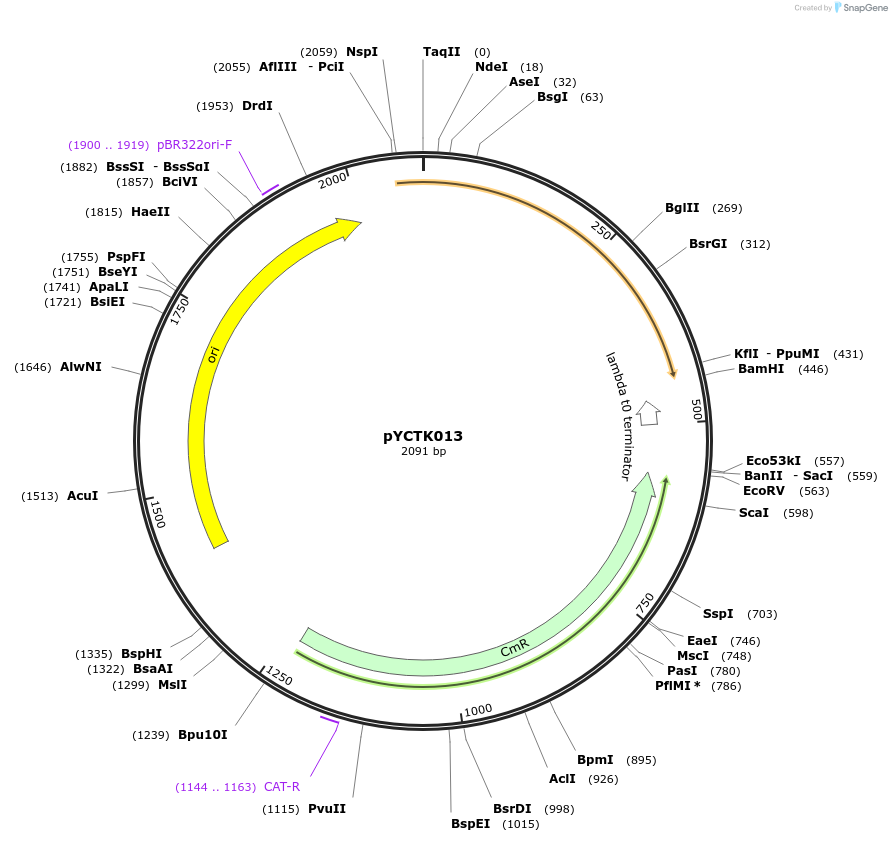 176717-plasmid-map-sequence-id-351594