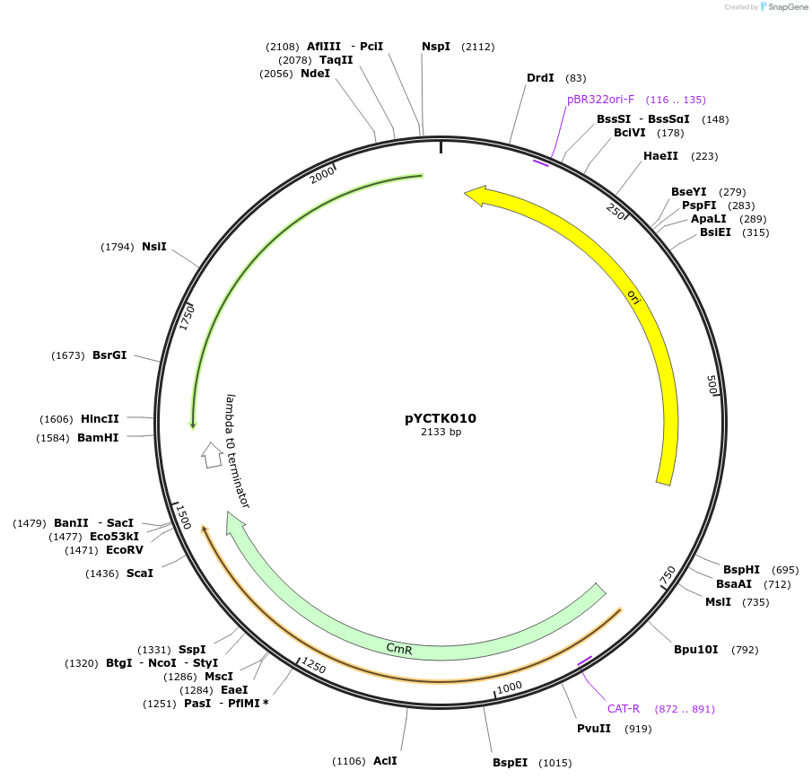 176714-plasmid-map-sequence-id-351596
