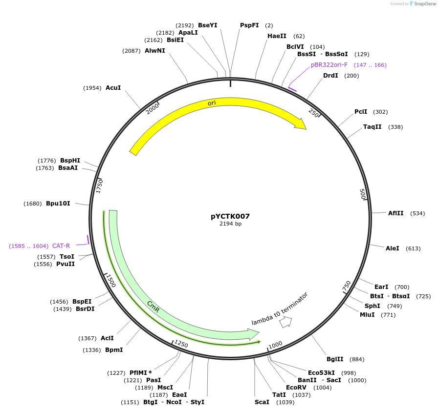 176711-plasmid-map-sequence-id-351599