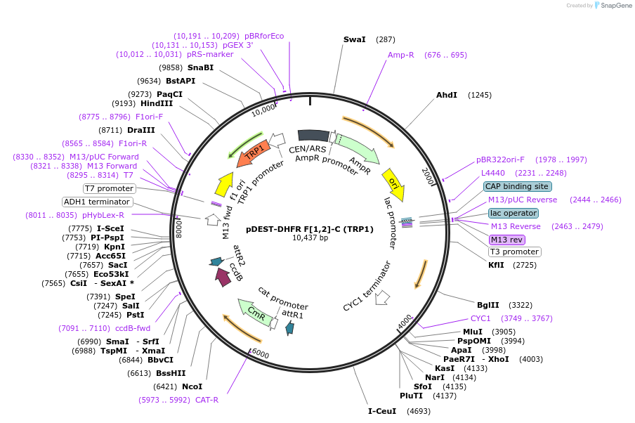 177795-plasmid-map-sequence-id-351623