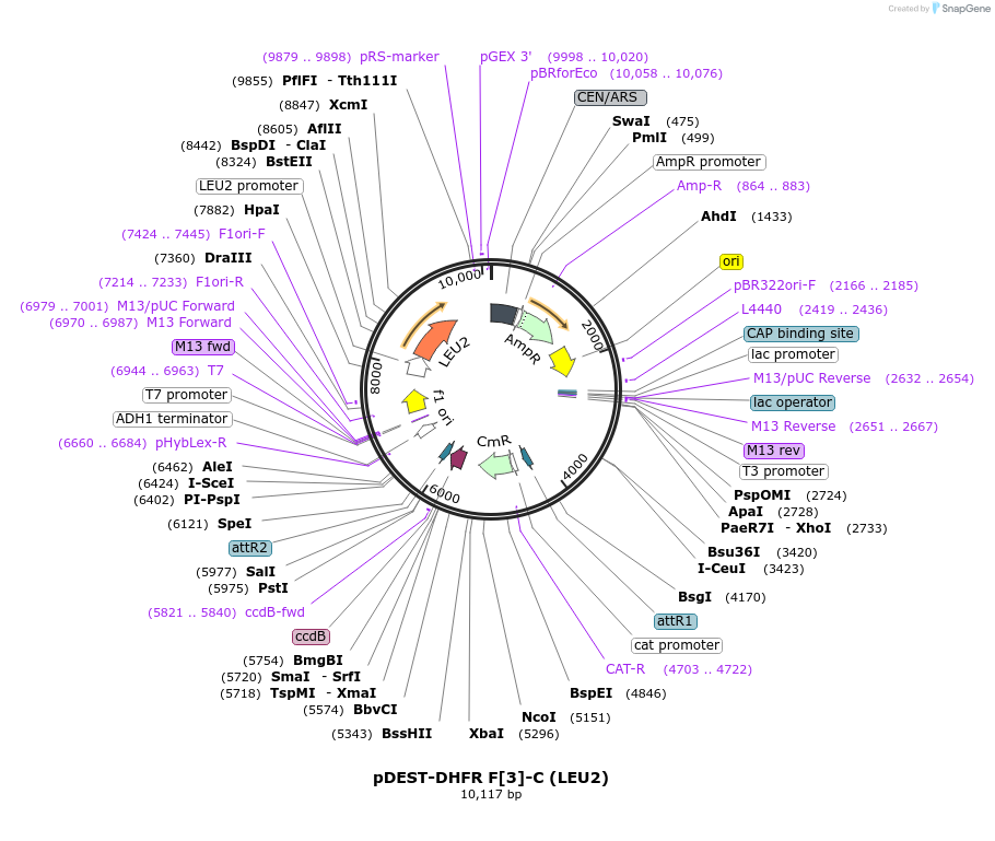 177796-plasmid-map-sequence-id-351664