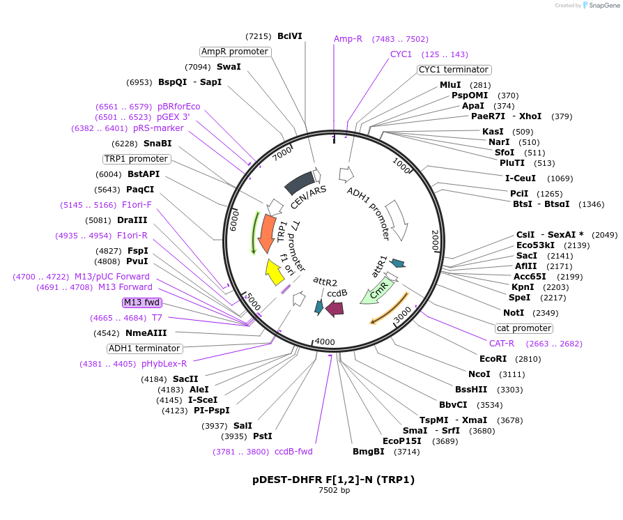 177797-plasmid-map-sequence-id-351667