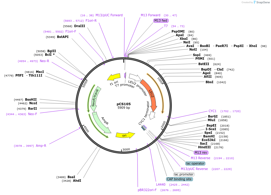 174830-plasmid-map-sequence-id-351668