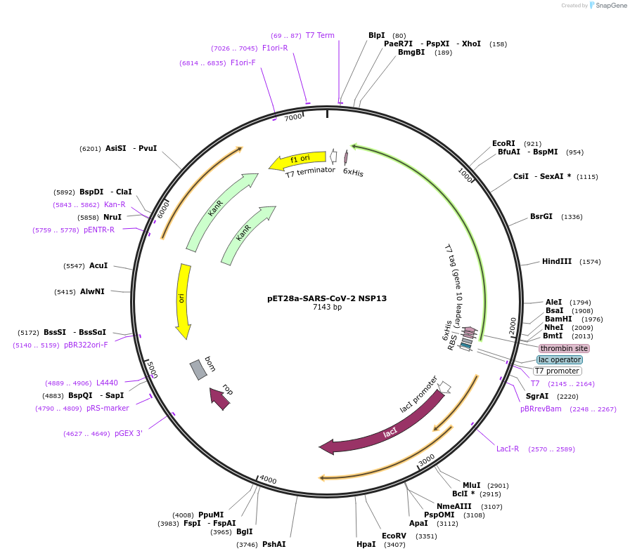 176492-plasmid-map-sequence-id-351686