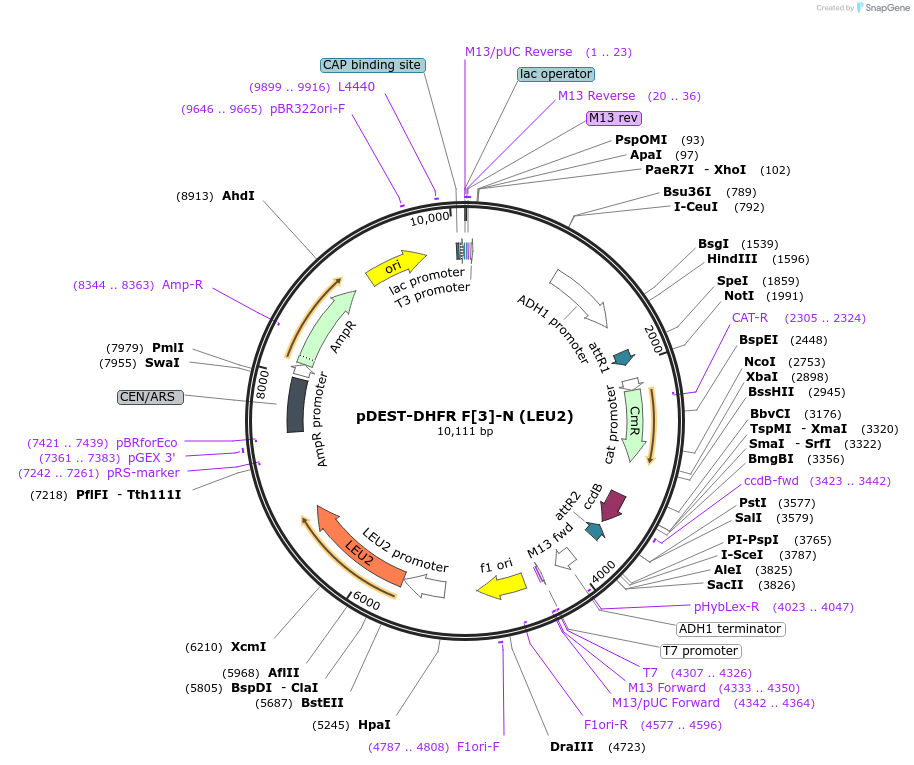 177798-plasmid-map-sequence-id-351688