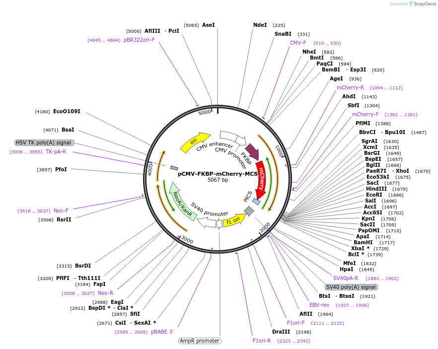 178863-plasmid-map-sequence-id-351691