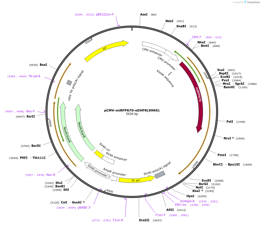 178859-plasmid-map-sequence-id-351693