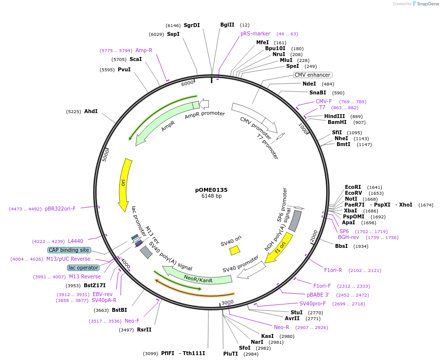 178397-plasmid-map-sequence-id-351695