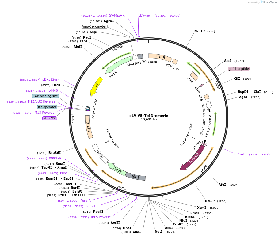 175099-plasmid-map-sequence-id-351697