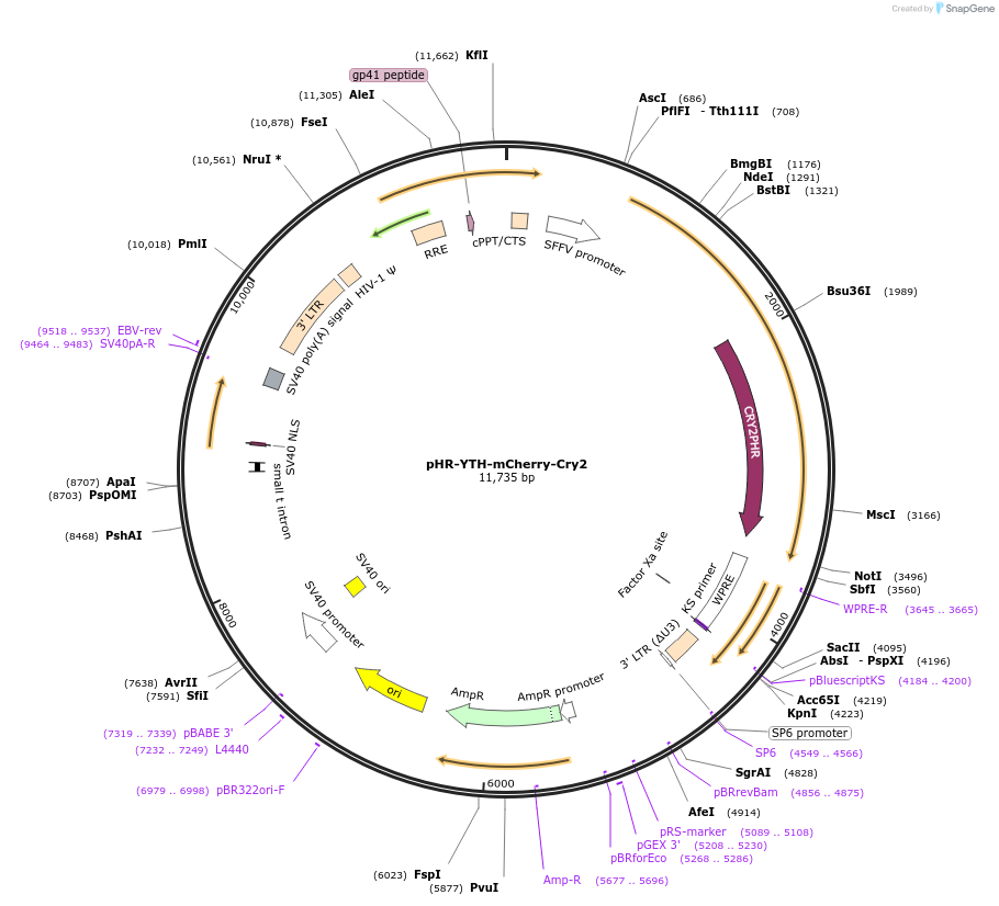 177126-plasmid-map-sequence-id-351698