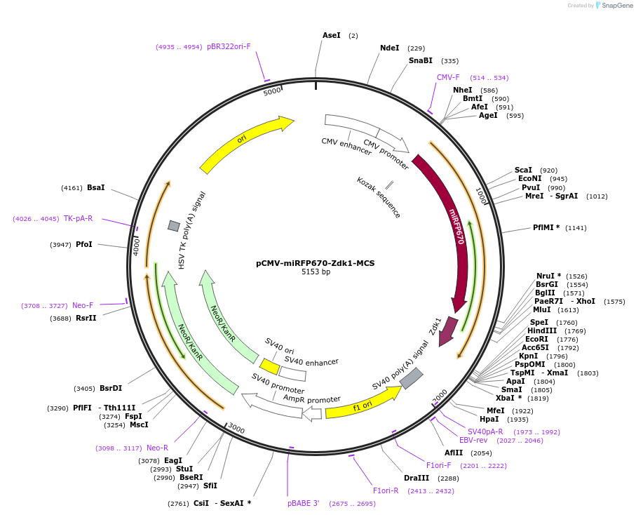 178873-plasmid-map-sequence-id-351702