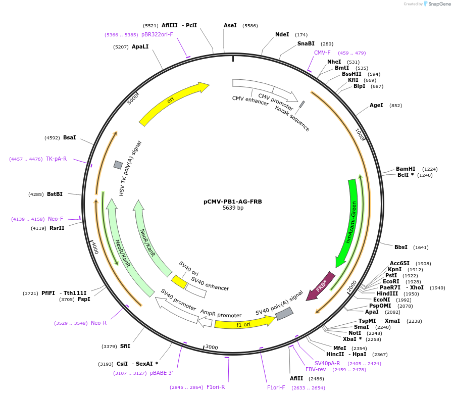 178862-plasmid-map-sequence-id-351710