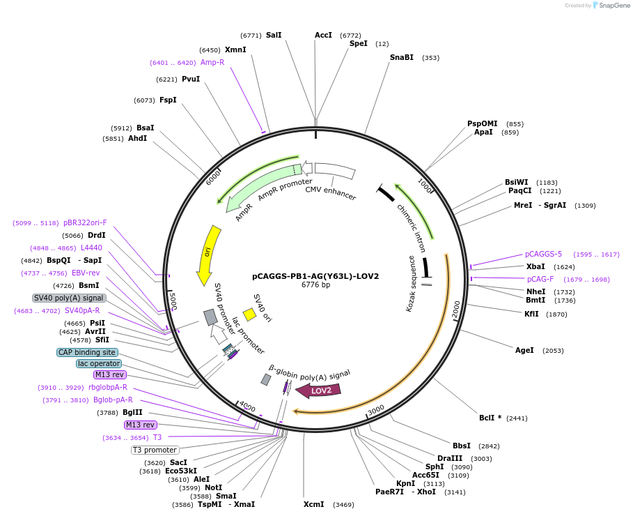 178876-plasmid-map-sequence-id-351712