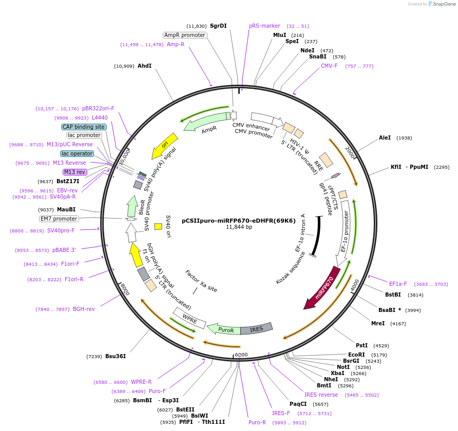 178852-plasmid-map-sequence-id-351716