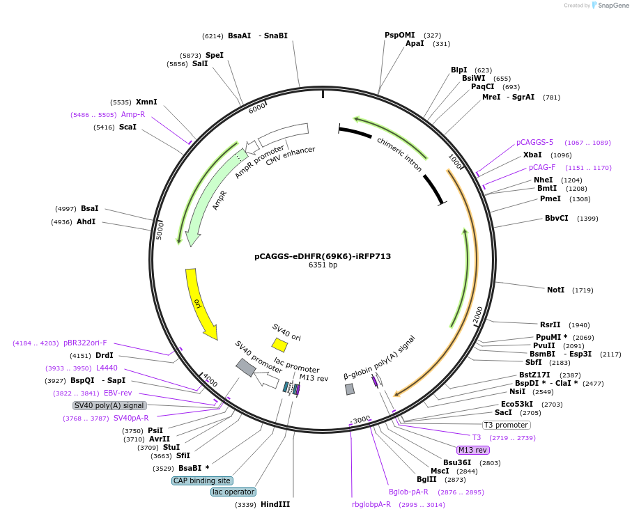178855-plasmid-map-sequence-id-351722
