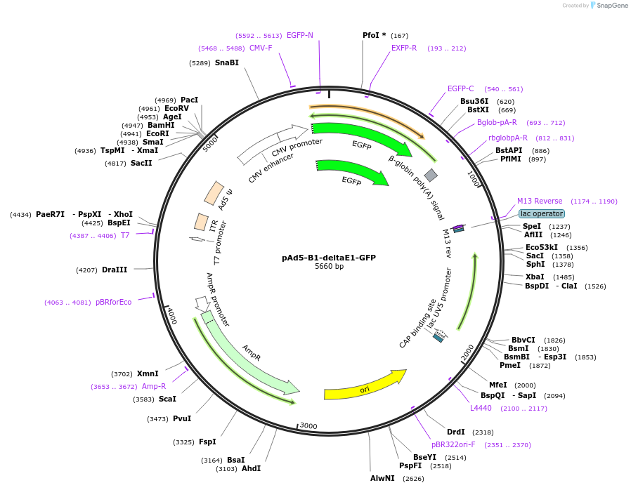 179203-plasmid-map-sequence-id-351752